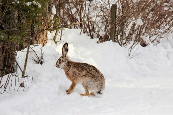 【画像】野生のウサギ見つけたったｗｗｗｗｗｗｗｗｗｗｗｗｗｗｗｗ