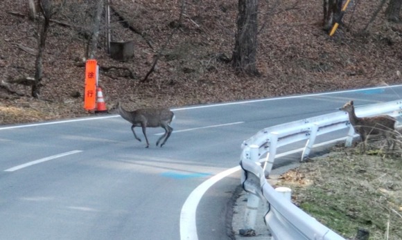 【大分】シカなどを狙って散弾銃を発射…流れ弾で公共施設のドアガラスなどに複数の穴