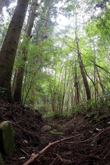 ガイド「クマに逢わないよう、声を出して山を歩きましょう」　児童「わーー」　スズメバチ「うるせえ」