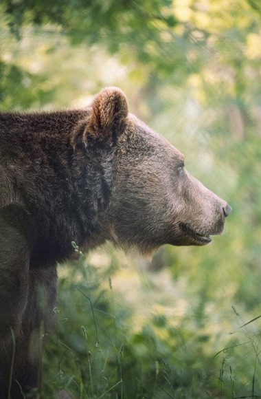 bear