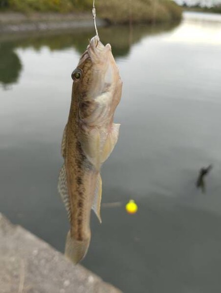 【画像】渓流用の竿でハゼ釣りするで！