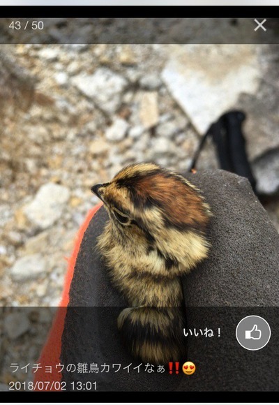 唐松岳でライチョウの雛を手で掴み写真に撮ってsnsで自慢 閲覧者に注意されるも煽りで返す態度 まとめのリンクblog