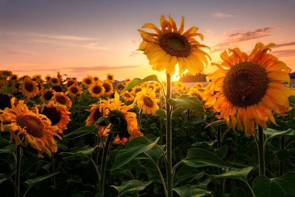 sunflower