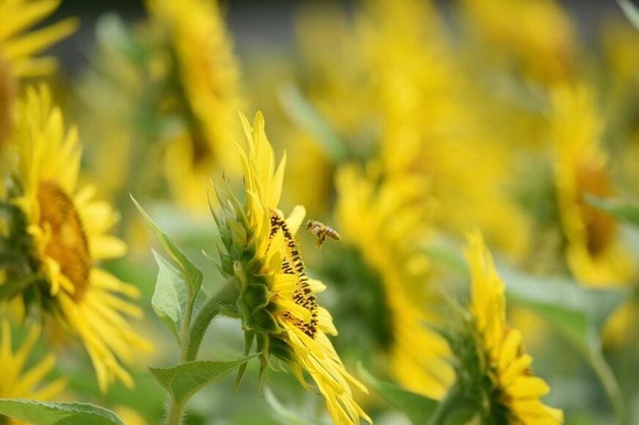 35