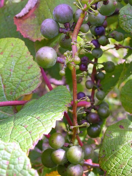 ヤマブドウ