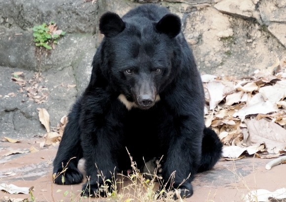 野性のクマ見たことあるか？