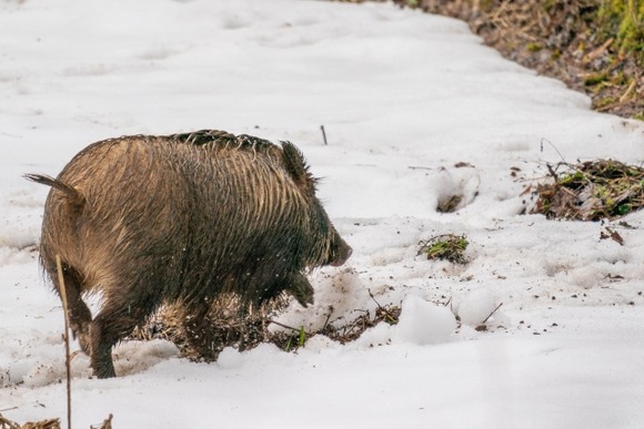 勤め先の社長にイノシシの肉貰ったんだが