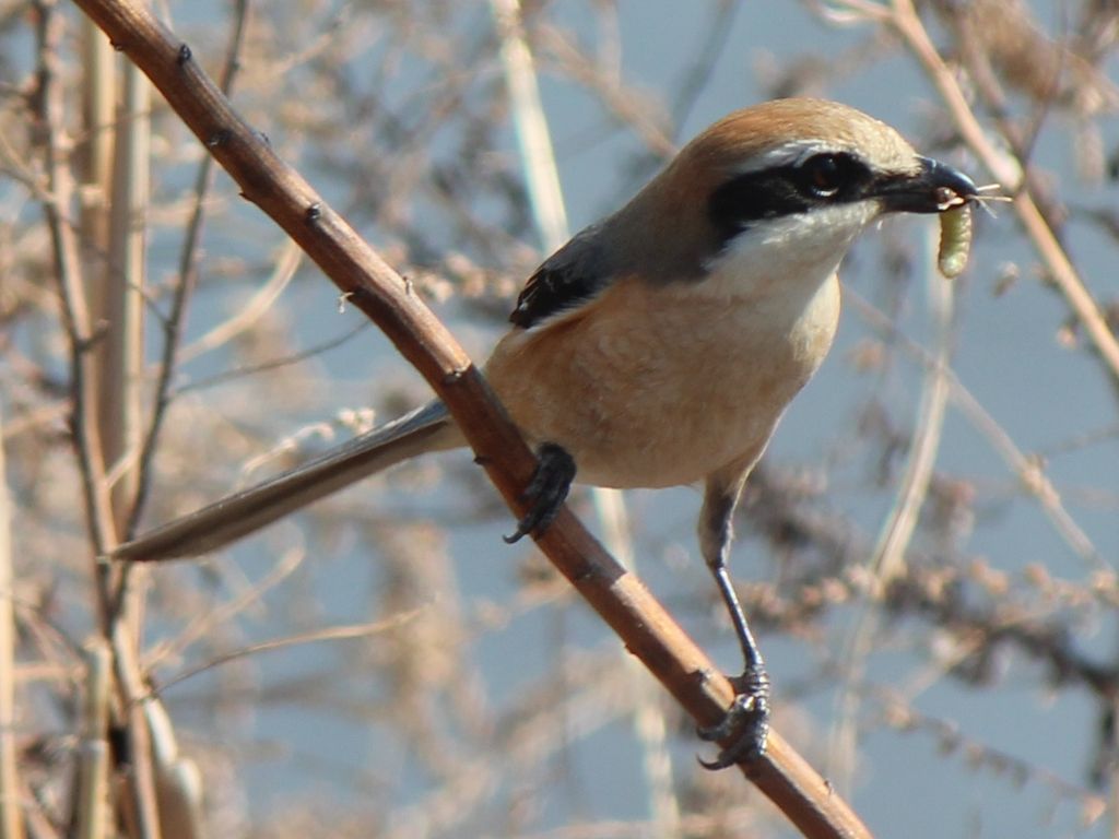 【鳥の習性】モズの「はやにえ」、繁殖期に雄が雌に求愛する際、より魅力的にさえずるための栄養食の役割がある 大阪市立大 : 登山ちゃんねる