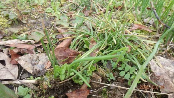 【富山】「アサツキと思ったら…」スイセン食べて嘔吐…70代と80代の男女2人　自宅の畑で採取、夕食時に調理