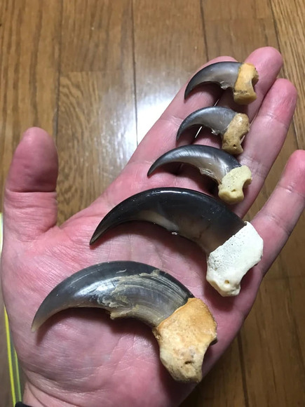 「雑菌だらけの爪でぶん殴られりゃ…致命傷だわ」クマの爪がエグすぎる