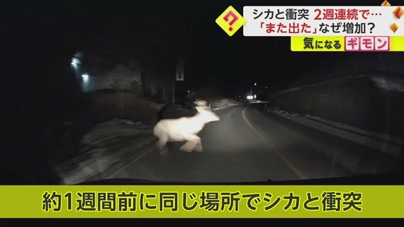 【悲報】「また出た」2週連続でシカと激突、車大破????
