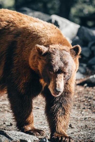 【朗報】北海道のヒグマの数、30年間で2.6倍に爆増