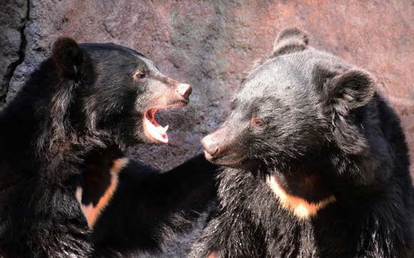 重機関銃や攻撃ヘリを使えば「自衛隊にもクマの駆除は可能だが…」　専門家「発砲が許可される可能性は“ほぼゼロ”」