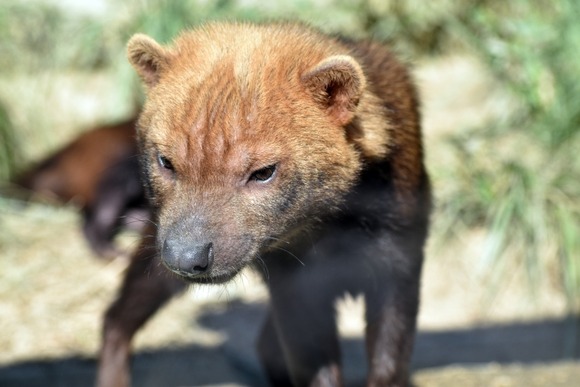 【画像】アマゾンに生息する世界最古の犬がこちらｗｗｗｗｗｗｗｗｗｗｗｗ