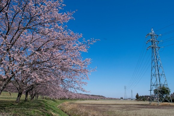 【画像】いい天気だから桜を見に行ってきた