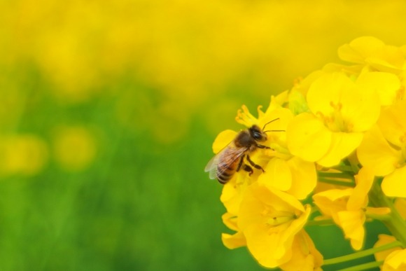 養蜂家「ミツバチに群がれても殺さないで！人間はミツバチのおかげで生きていけるんだよ！」