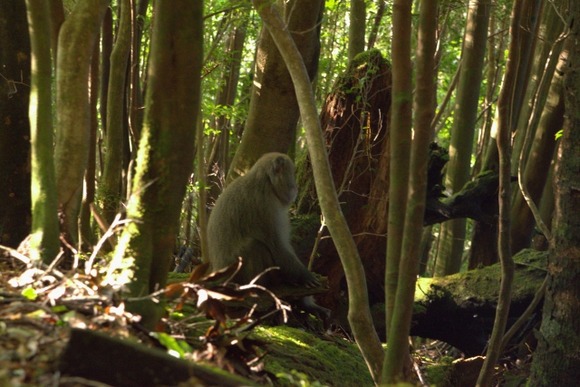 登山道に日本猿が居座ってたらどうすべき？
