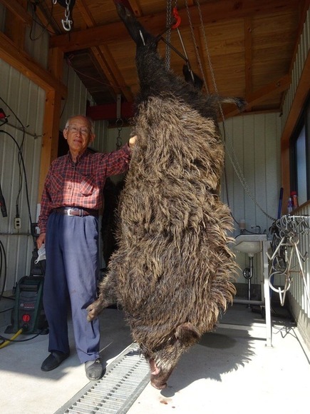 【画像】デカすぎるイノシシが捕獲されるｗｗｗｗｗｗｗｗｗｗ