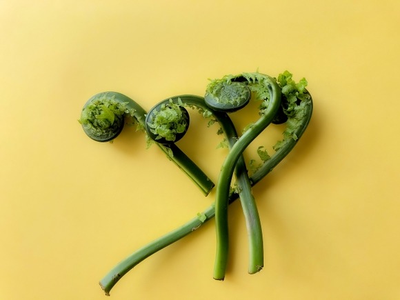 釣り←無料 山菜採り←犯罪