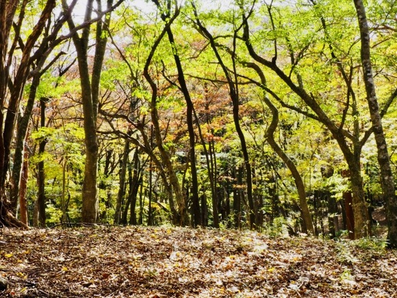 【林野庁調査22年】外資の森林買収止まらず…４１ｈａ、目的不明も一定数