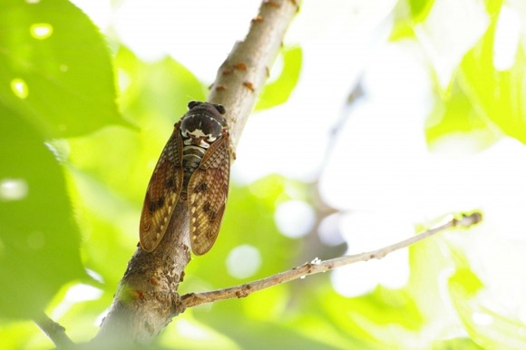 【画像】公園散歩にきたら羽化中のセミいっぱいいたｗｗｗｗｗｗｗｗｗｗｗｗｗｗｗｗ