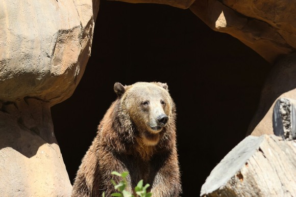 クマを殺すなとクレーム電話を入れてる女「自分は都市部に住んでるからクマに怯える気持ちわからない」