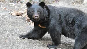 昨今、クマ駆除に“ブチ切れる人”なぜ増えた？