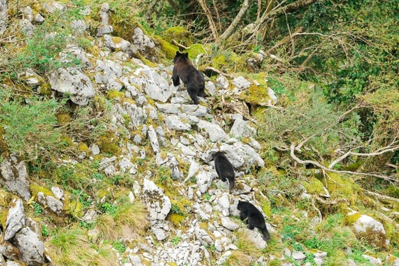 ツキノワグマのオスは子連れのメスと交尾するために子供を殺す・・・
