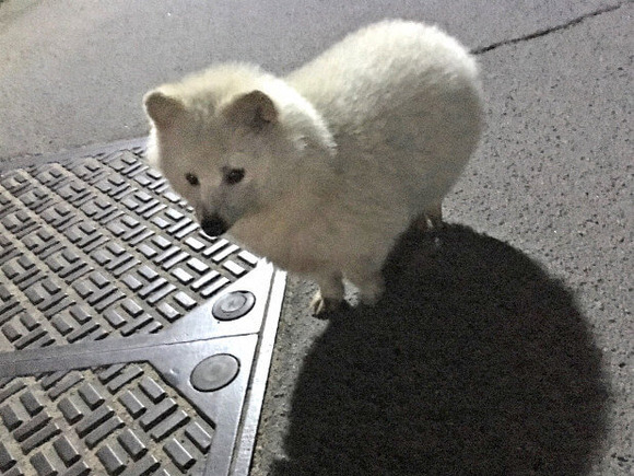 タヌキ