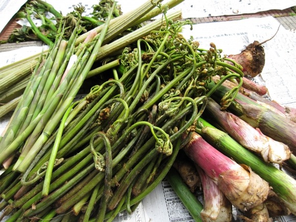 好きな山菜早い者勝ちｗｗｗｗｗｗｗｗｗｗｗ