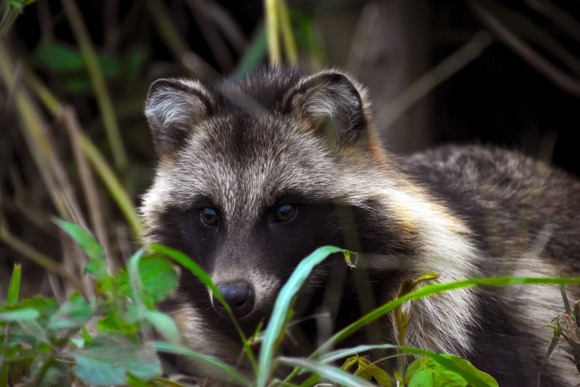 【動画】東京に、たぬき、現れる