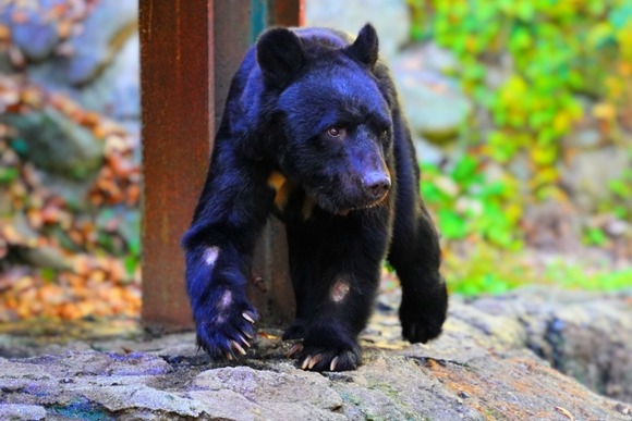 ツキノワグマの遺伝的特徴は西と東で大きく違う