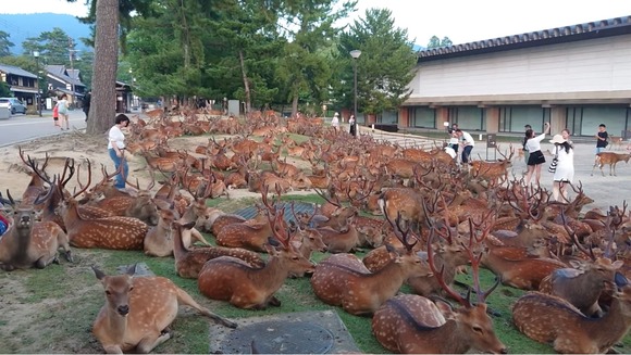 シカの群れ