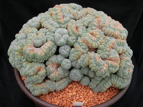 149