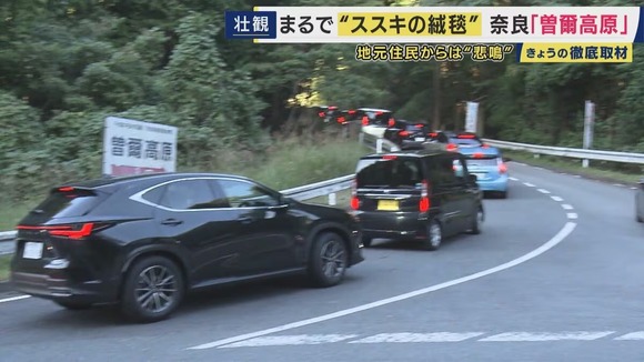 ススキの絶景スポットで深刻な渋滞に　人口の300倍の観光客が押し寄せる