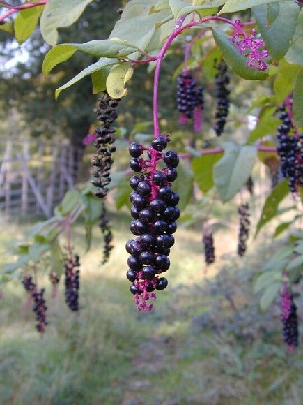Phytolacca-americana-berries