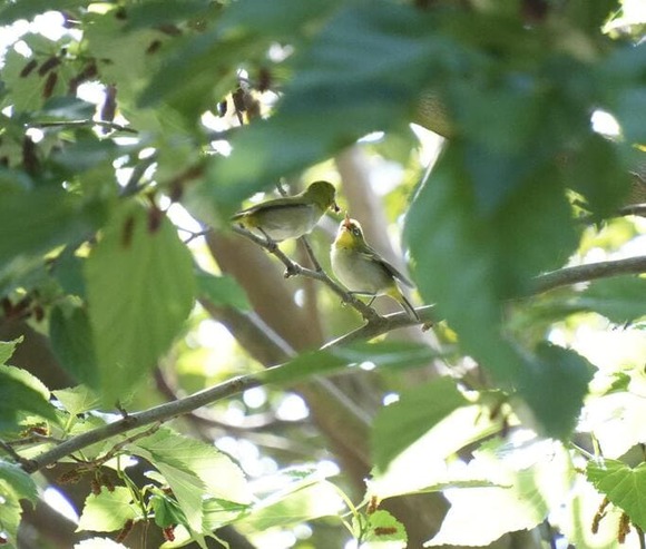 【画像】変わった鳥いたから写真撮ったで