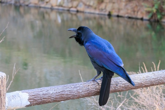 カラスって死肉よく食べてるのに何で生きた動物襲わないんだ？