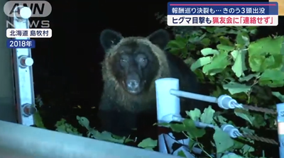 【悲報】猟友会とトラブルの北海道奈井江町、街にクマ3頭出現するも放置