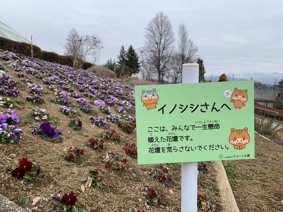 山梨のフルーツ園「イノシシさんここはみんなで一生懸命つくった花壇です。荒らさないでください。」→