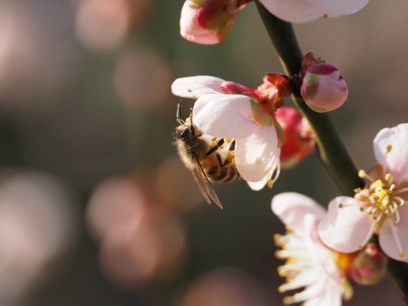 日本にミツバチ以外の蜂はいなくなってほしい