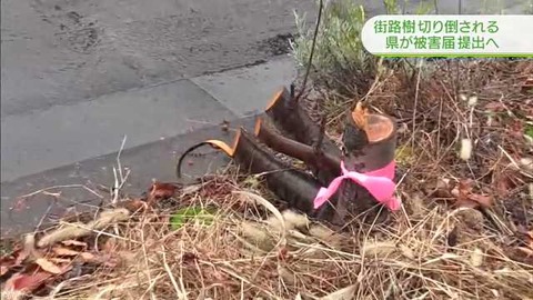斬られた街路樹