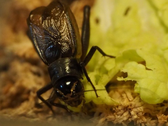 コオロギ食、成分表示を「ドライクリケット」にしてしまう