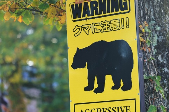 秋田の小学校近くにクマか？侵入のスーパーから3キロ弱　体長1メートル、道路横断し林に