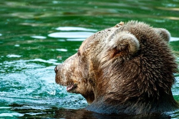クマってなんで人間を襲うんや？