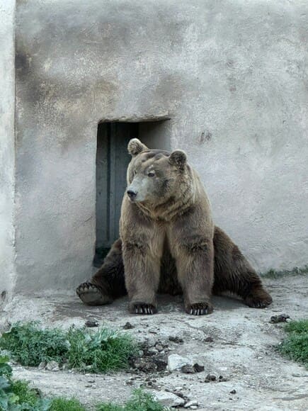 「出産しない雌熊は凶暴になる」←フェミさんに効いてしまう