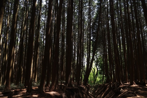 有識者A「登山中に迷ったら山頂を目指せ」 有識者B「登山で迷ったら下り道探して下山しろ」
