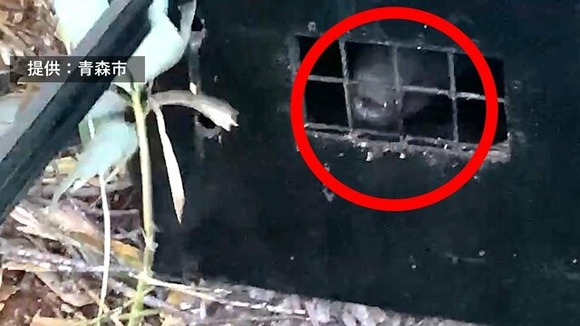 【青森】八甲田でクマ1頭を捕獲し殺処分…女性が死亡した事案のクマであるかは不明