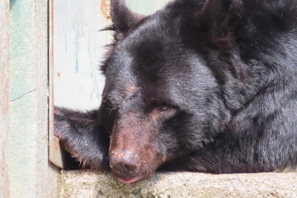 どんなに迷惑でもクマ鈴は絶対に鳴らす