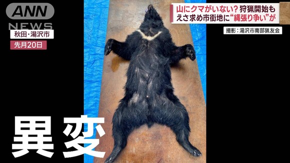 「市街地なら撃たれない」秋田のクマが学習…市街地で集団行動を開始